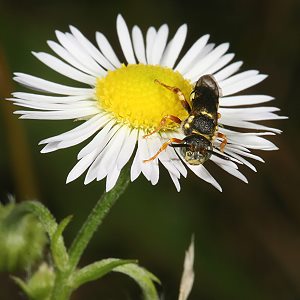 Wespenbiene: Nomada rufipes, W Wespenbiene: Nomada rufipes, W