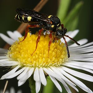 Wespenbiene: Nomada rufipes, W Nomada rufipes, W