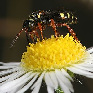Wespenbiene: Nomada rufipes, W Nomada rufipes, W