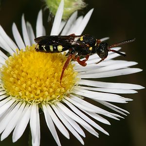 Nomada rufipes, W Nomada rufipes, W