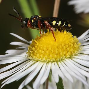 Nomada rufipes, W Nomada rufipes, W
