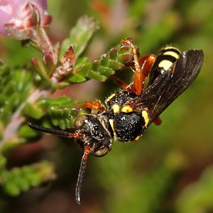 Nomada rufipes, W Nomada rufipes, W