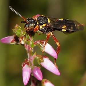 Nomada rufipes, W Nomada rufipes, W
