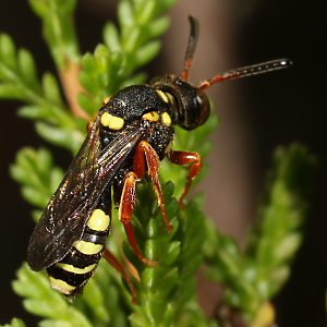 Nomada rufipes, W Nomada rufipes, W