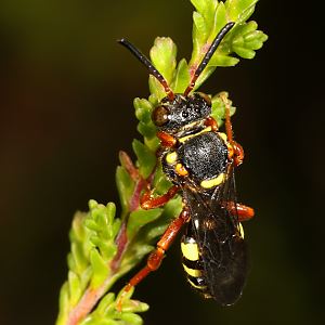 Nomada rufipes, W Nomada rufipes, W