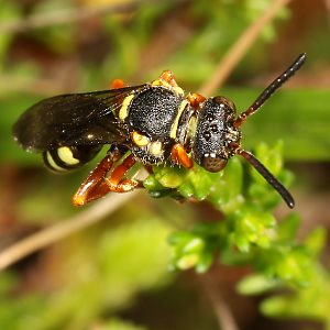 Nomada rufipes, W Nomada rufipes, W