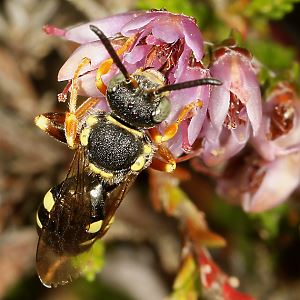 Nomada rufipes, M Nomada rufipes, M