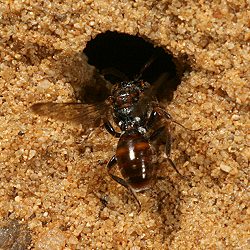 Wespenbiene: Nomada sheppardana, W Wespenbiene: Nomada sheppardana, W