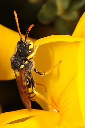 Nomada succincta, M Nomada succincta, M