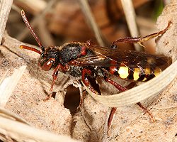 Nomada zonata, W - W'tal, 20.04.2008 Nomada zonata, W