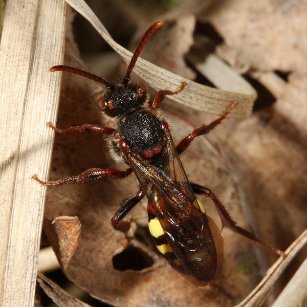 Wespenbiene: Nomada zonata, W Wespenbiene: Nomada zonata, W