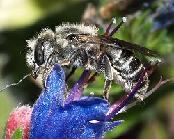 Mauerbiene: Osmia adunca, W Mauerbiene: Osmia adunca, W
