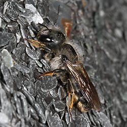 Mauerbiene: Osmia brevicornis, W Mauerbiene: Osmia brevicornis, W