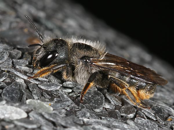 Osmia brevicornis, W Osmia brevicornis, W