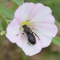 Spiralhornbiene Systropha curvicornis Spiralhornbiene Systropha curvicornis