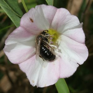 Spiralhornbiene Systropha curvicornis Spiralhornbiene Systropha curvicornis