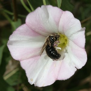 Spiralhornbiene Systropha curvicornis Spiralhornbiene Systropha curvicornis