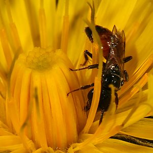 Sphecodes miniatus, W