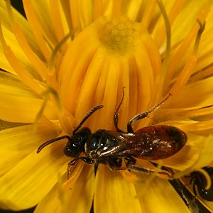 Sphecodes miniatus, W
