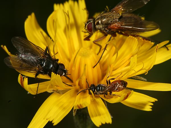 Sphecodes miniatus, W