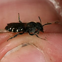 Düsterbiene Stelis ornatula Düsterbiene Stelis ornatula