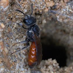 Blutbiene Sphecodes pellucidus, W Blutbiene Sphecodes pellucidus, W