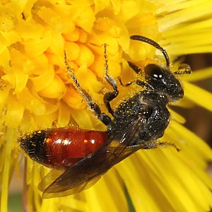 Sphecodes pellucidus, W Sphecodes pellucidus, W