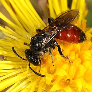 Sphecodes pellucidus, W Sphecodes pellucidus, W