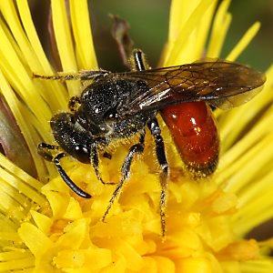 Sphecodes pellucidus, W Sphecodes pellucidus, W