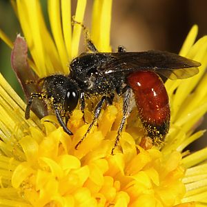 Sphecodes pellucidus, W Sphecodes pellucidus, W