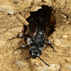 Fleckenbiene Thyreus orbatus, W Fleckenbiene Thyreus orbatus, W