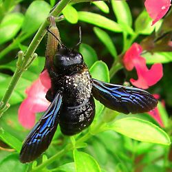 Große Holzbiene (Xylocopa violacea), M Große Holzbiene (Xylocopa violacea), M