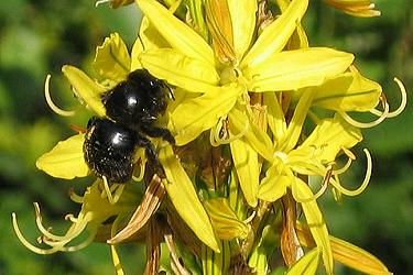 Xylocopa violacea, M Xylocopa violacea, M