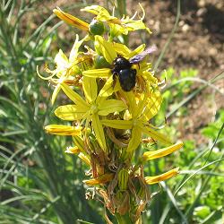 Xylocopa violacea, M Xylocopa violacea, M