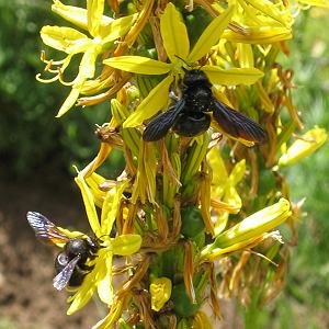 Xylocopa violacea, M Xylocopa violacea, M