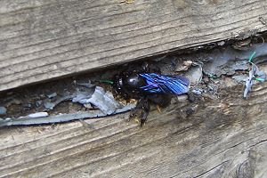 Xylocopa violacea, M Xylocopa violacea, M