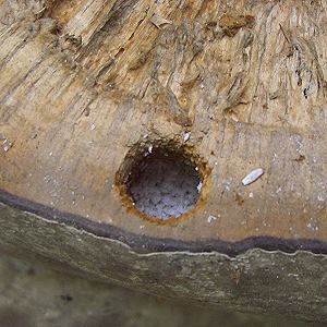 Xylocopa violacea, M Xylocopa violacea, M