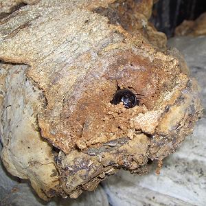 Xylocopa violacea, M Xylocopa violacea, M