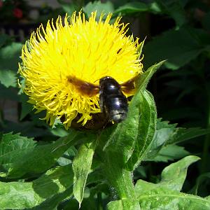 Xylocopa violacea, M Xylocopa violacea, M