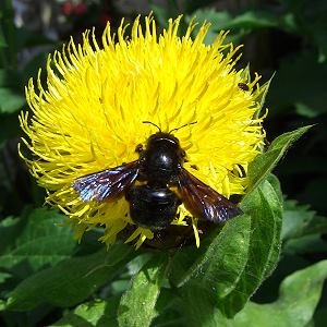 Xylocopa violacea, M Xylocopa violacea, M