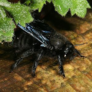 Xylocopa violacea, M Xylocopa violacea, M