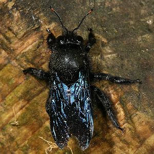 Xylocopa violacea, M Xylocopa violacea, M
