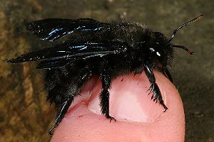 Xylocopa violacea, M Xylocopa violacea, M