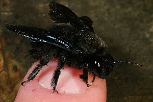 Xylocopa violacea, M Xylocopa violacea, M
