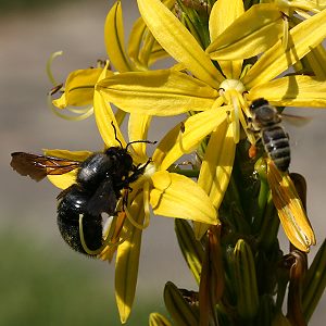 Xylocopa violacea, M Xylocopa violacea, M