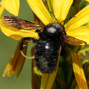 Xylocopa violacea, M Xylocopa violacea, M