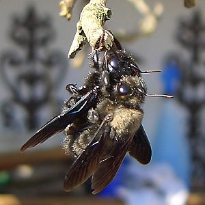 Xylocopa violacea, W+M Xylocopa violacea, W+M