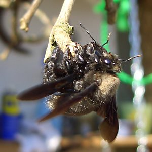 Xylocopa violacea, W+M Xylocopa violacea, W+M