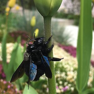 Xylocopa violacea, Kopula Xylocopa violacea, Kopula