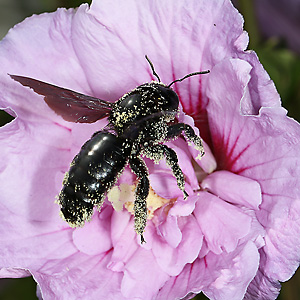 Xylocopa violacea, W Xylocopa violacea, W